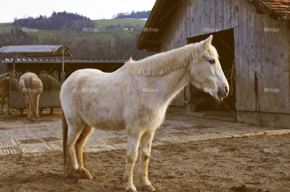 White horse standing farm