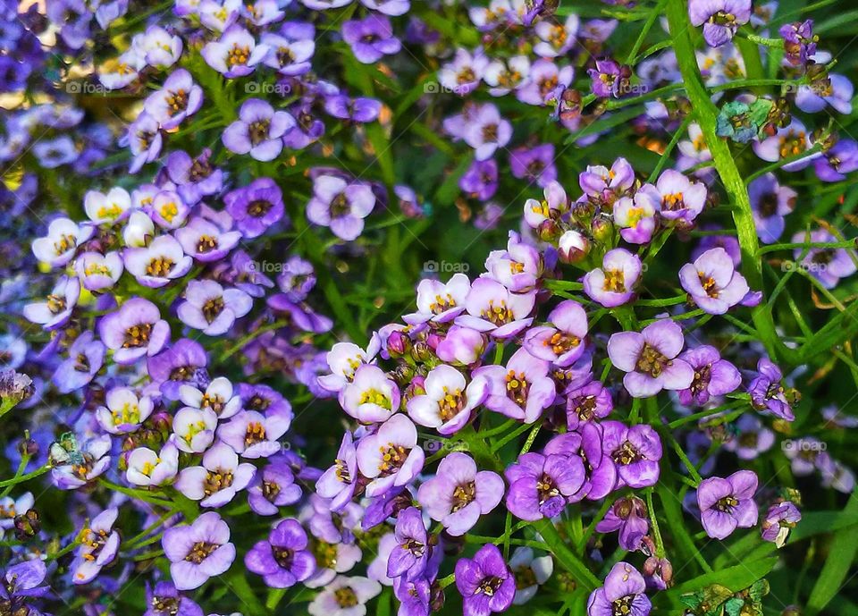 Tiny Purple Flowers