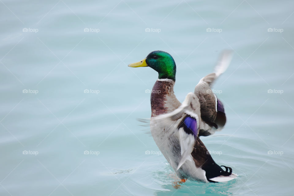 Bird, Water, Duck, Nature, Swimming