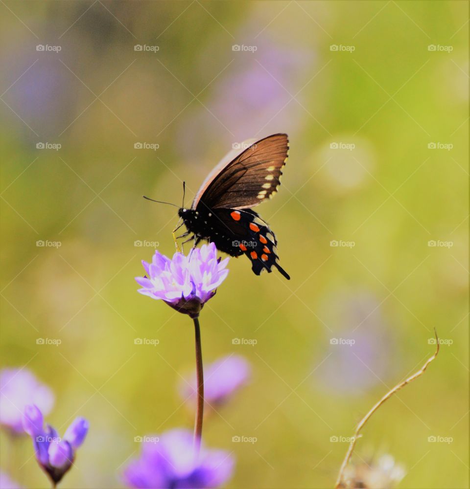 a colorful butterfly resting on a purple flower on a beautiful spring day