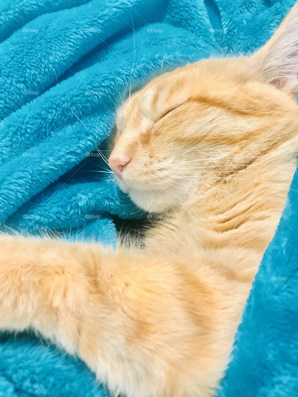 Darling kitty cat all cuddled up for afternoon nap!!