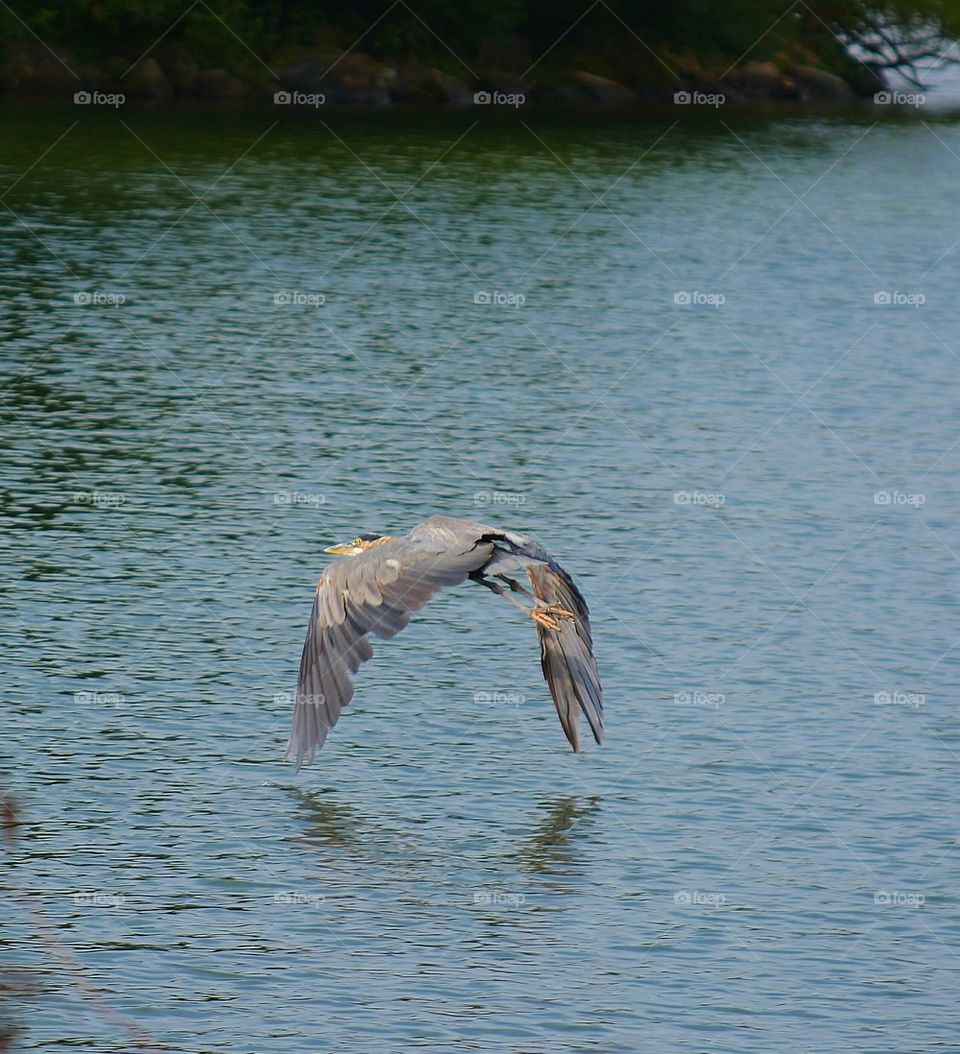 Great Blue Heron flying over lake