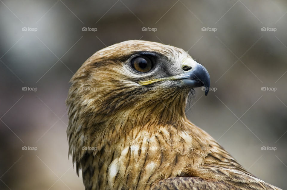 Falcon