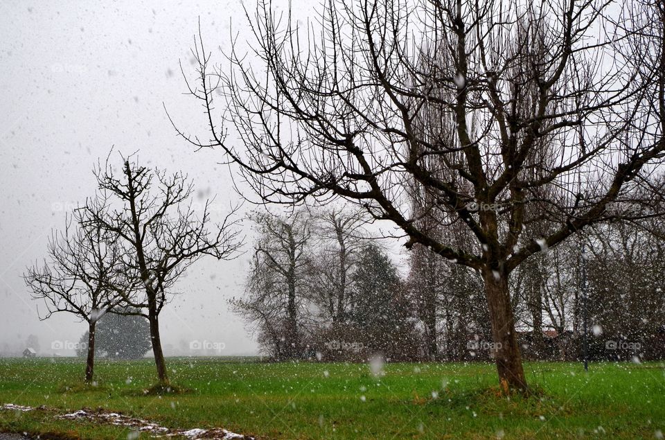 Snowing in park