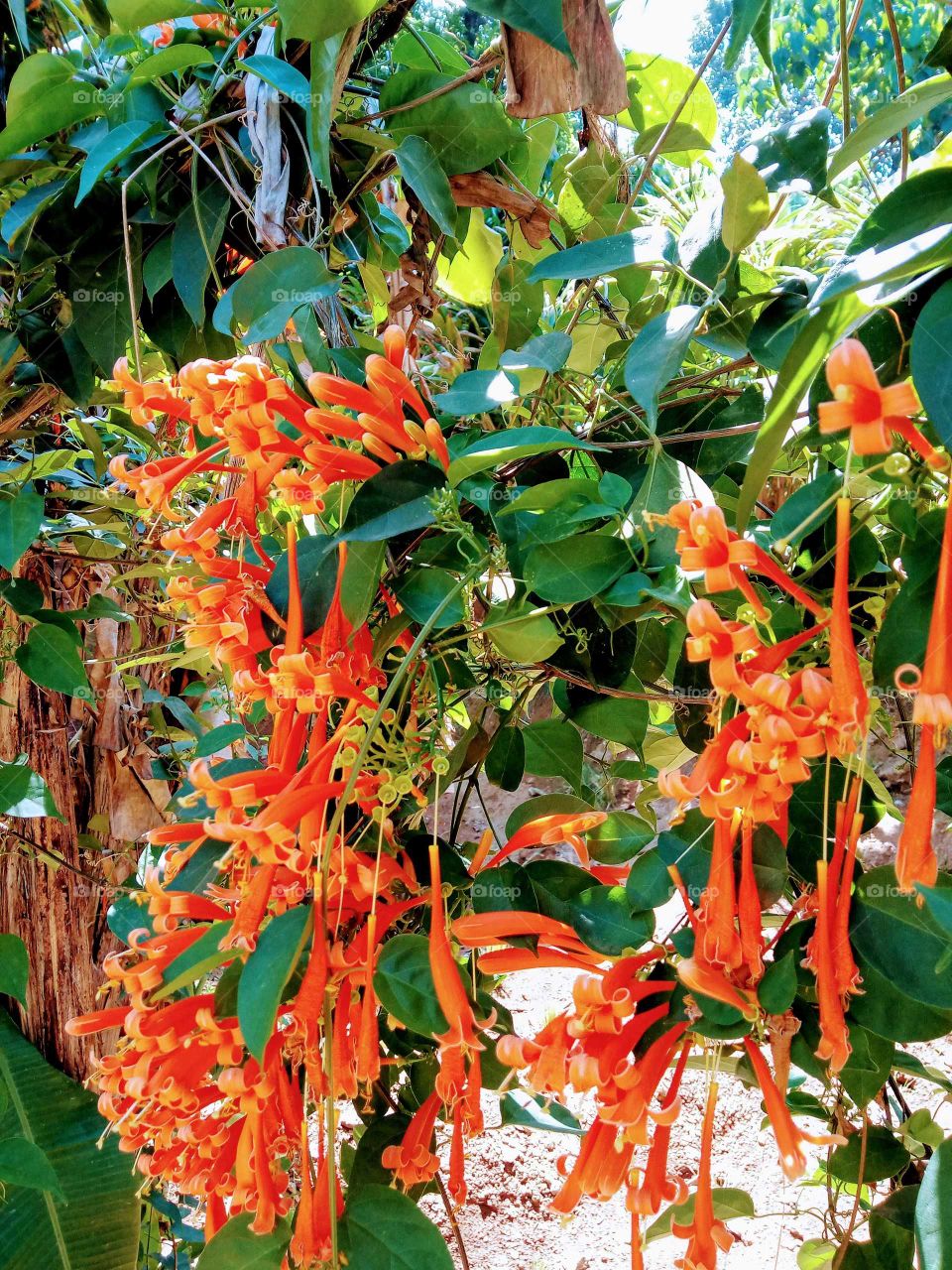 orange spring flowers