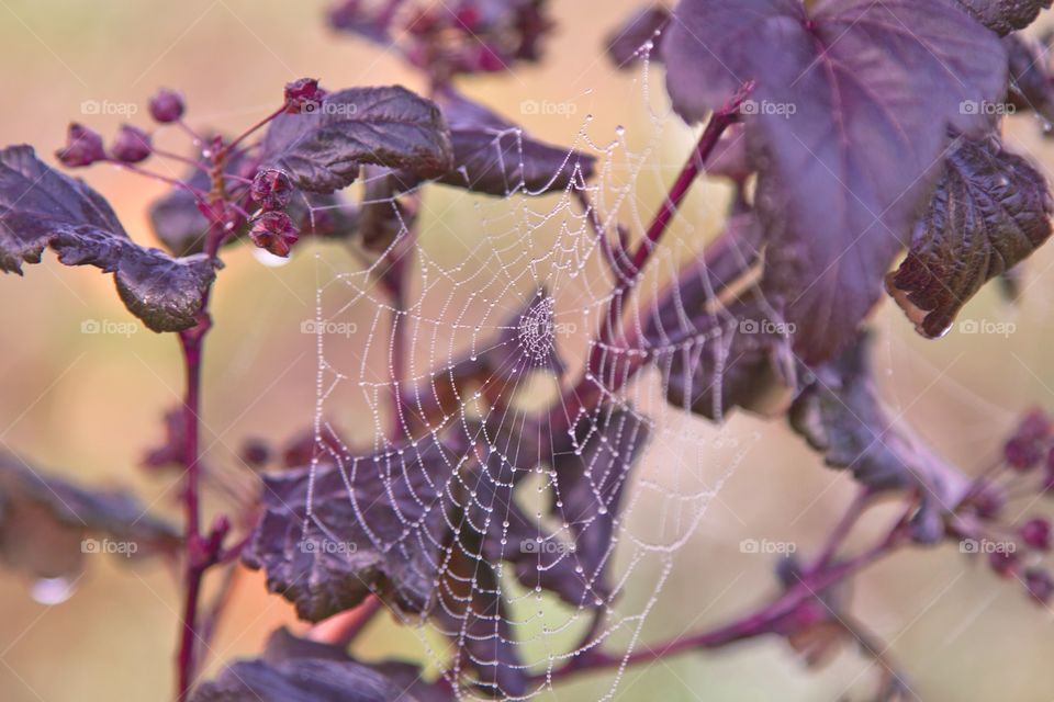 Autumn bush with red foliage and cobwebs.