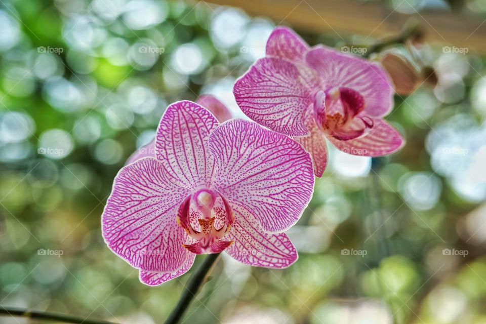 Phalaenopsis