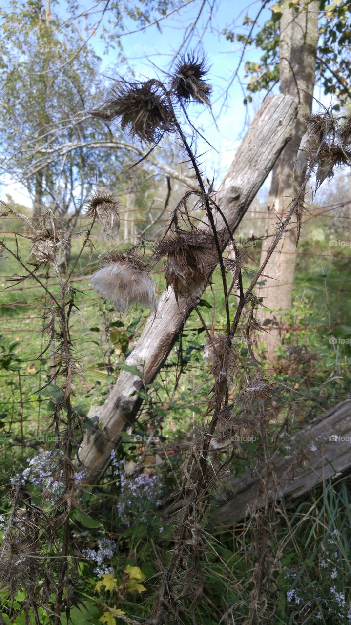 End of summer in the fields. nice afternoon . Picture in the cow fields .