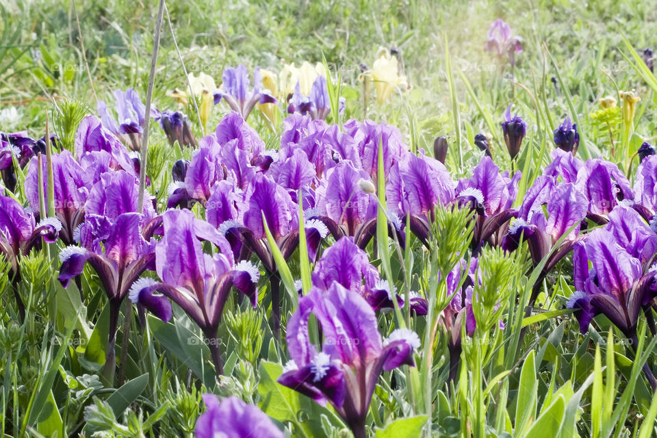 early spring iris