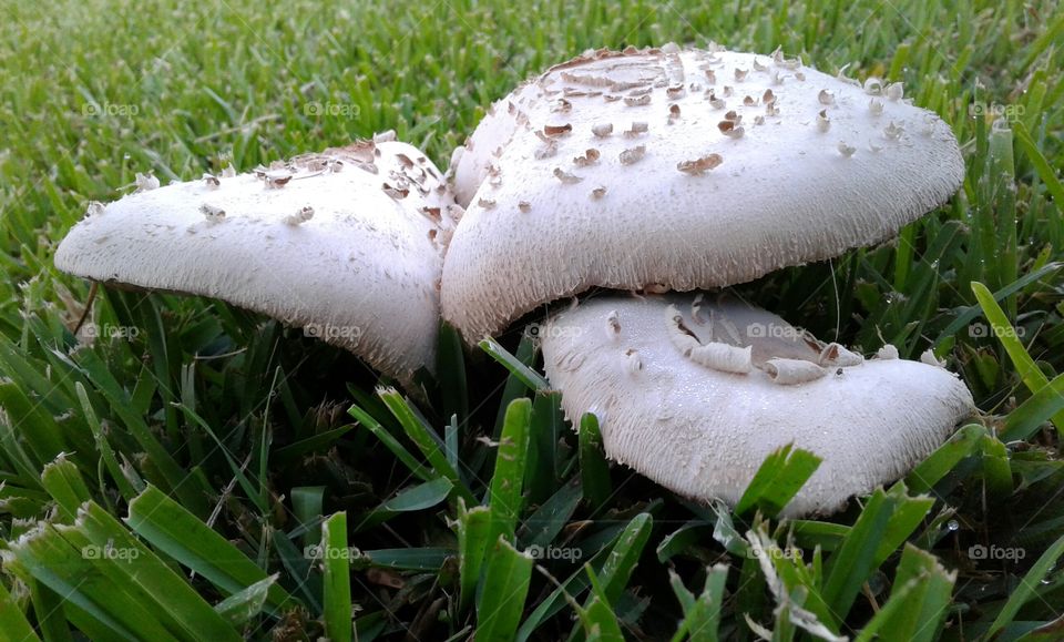 Fungus, Mushroom, Grass, Nature, Toadstool