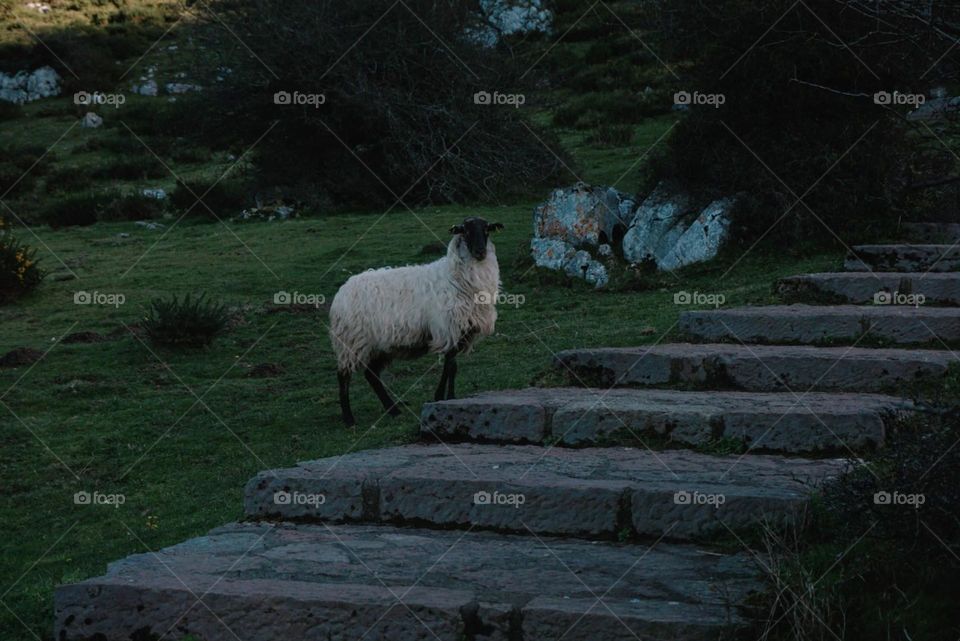 Sheep#nature#animal