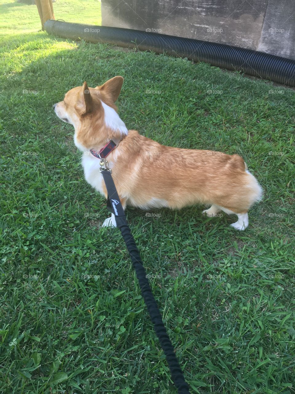 Corgi