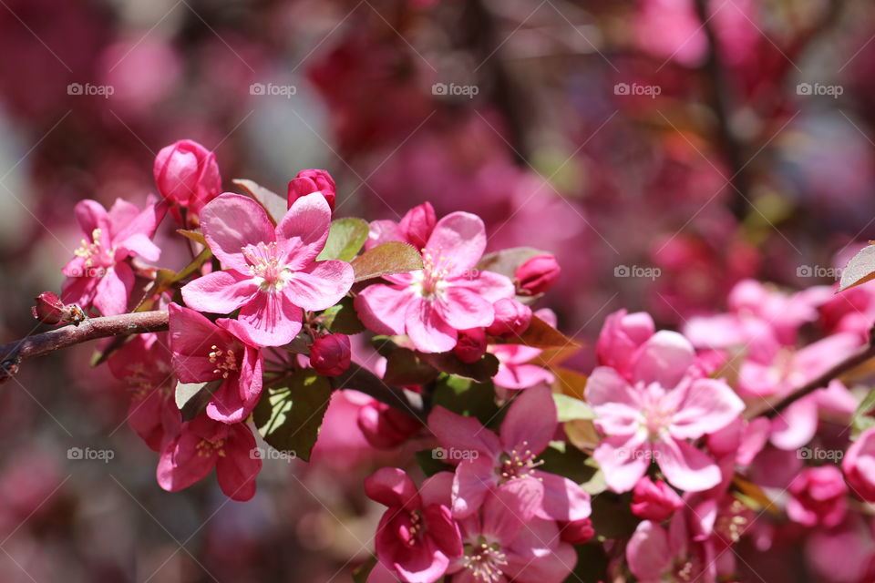 Spring Pink