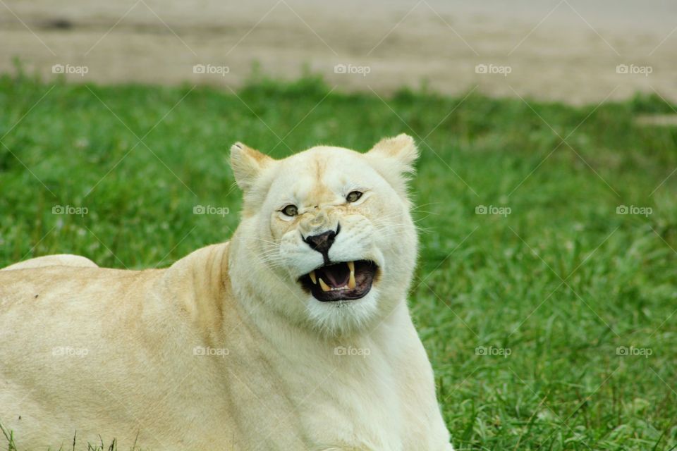 Angry white lion looking for prey 