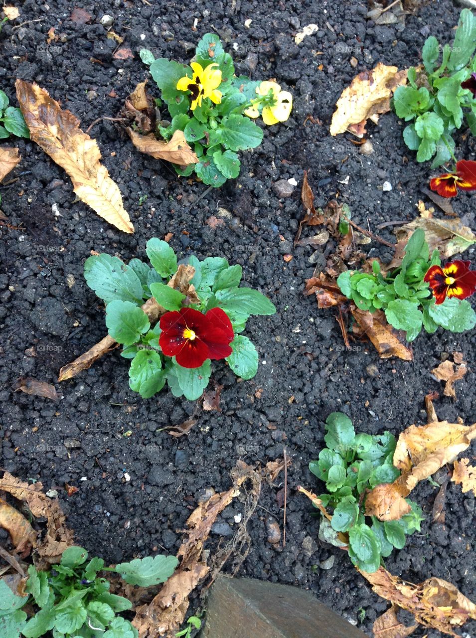 Close up look for a flower at new castle garden at Leicester city, England 