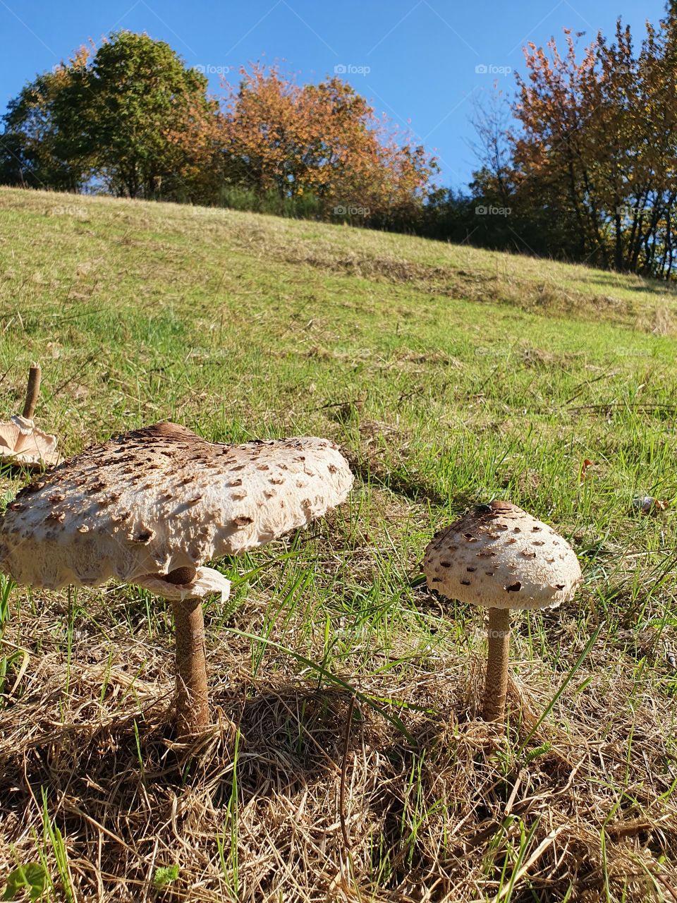 Mushrooms in country