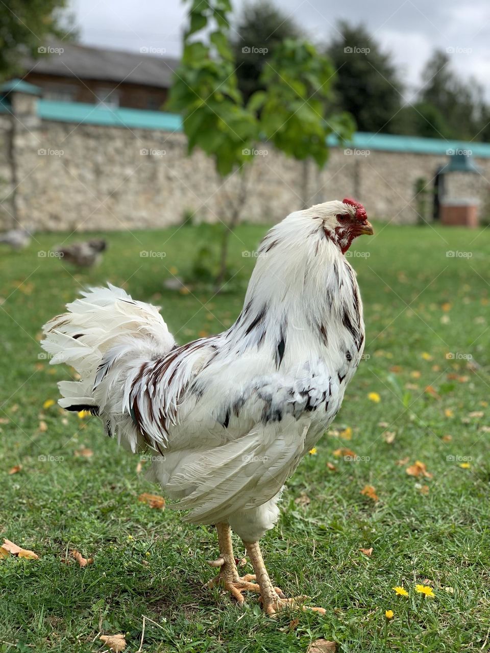 Rooster in a cozy backyard, standing proud and colorful