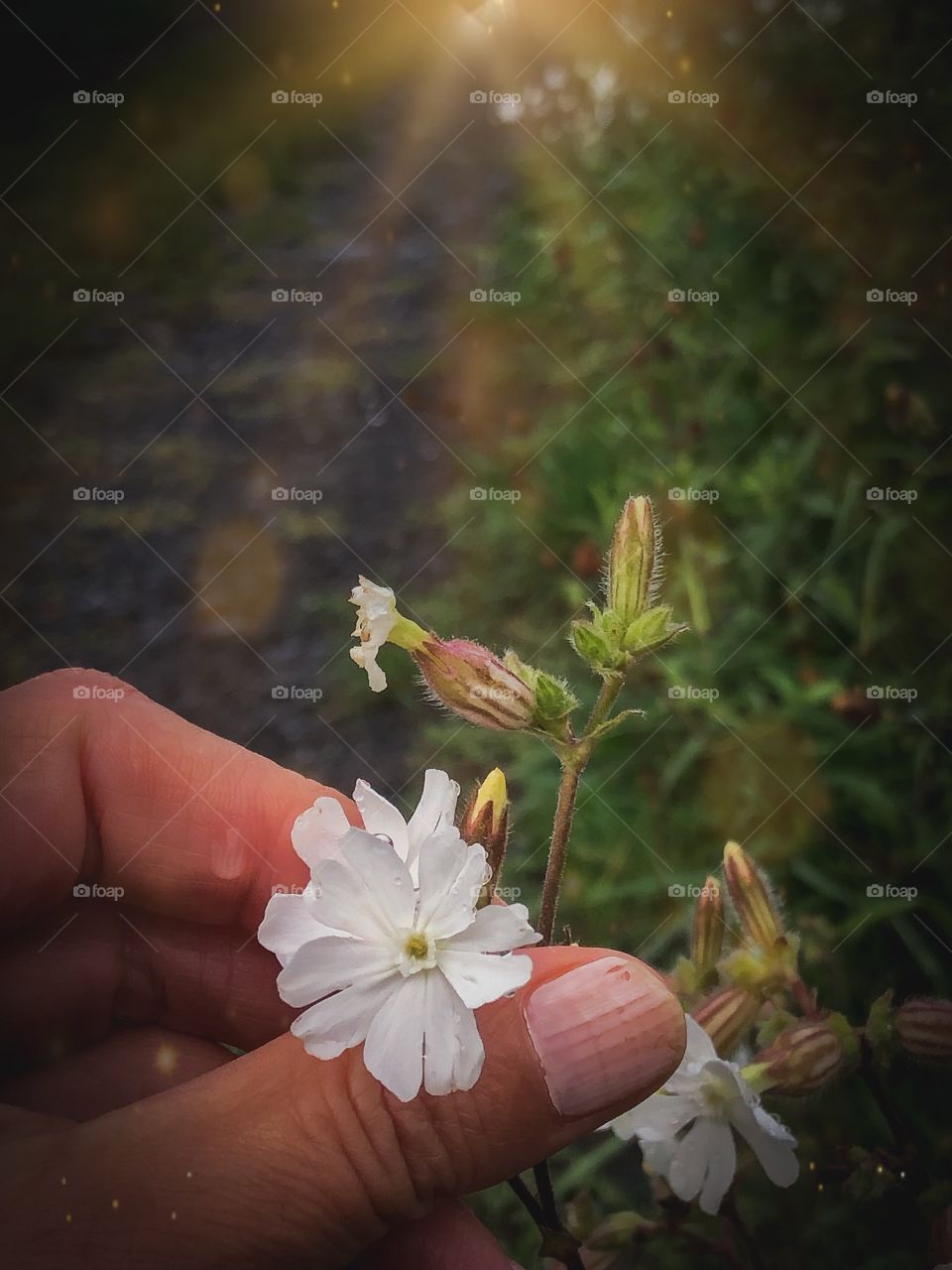 White litle flower  on the roadside 