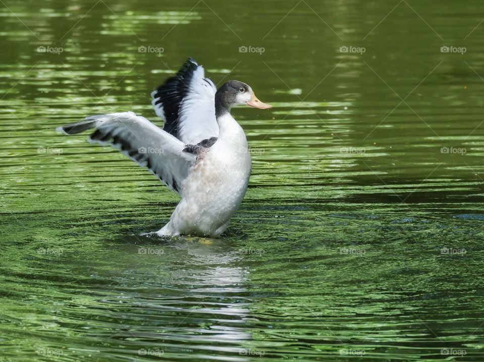 Duck dancing 😉