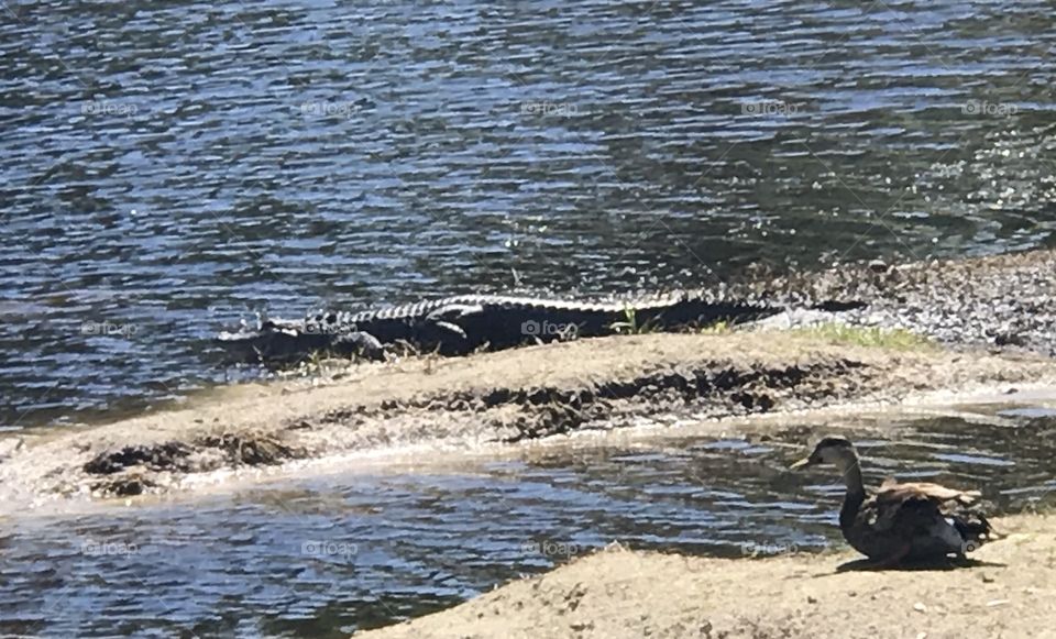 Florida Alligator