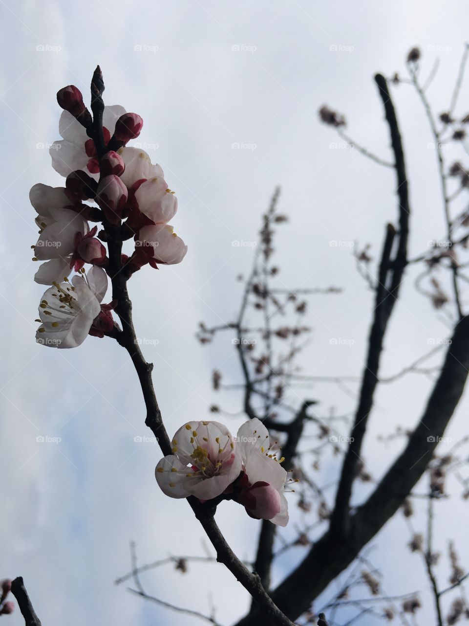 White blooming sakura