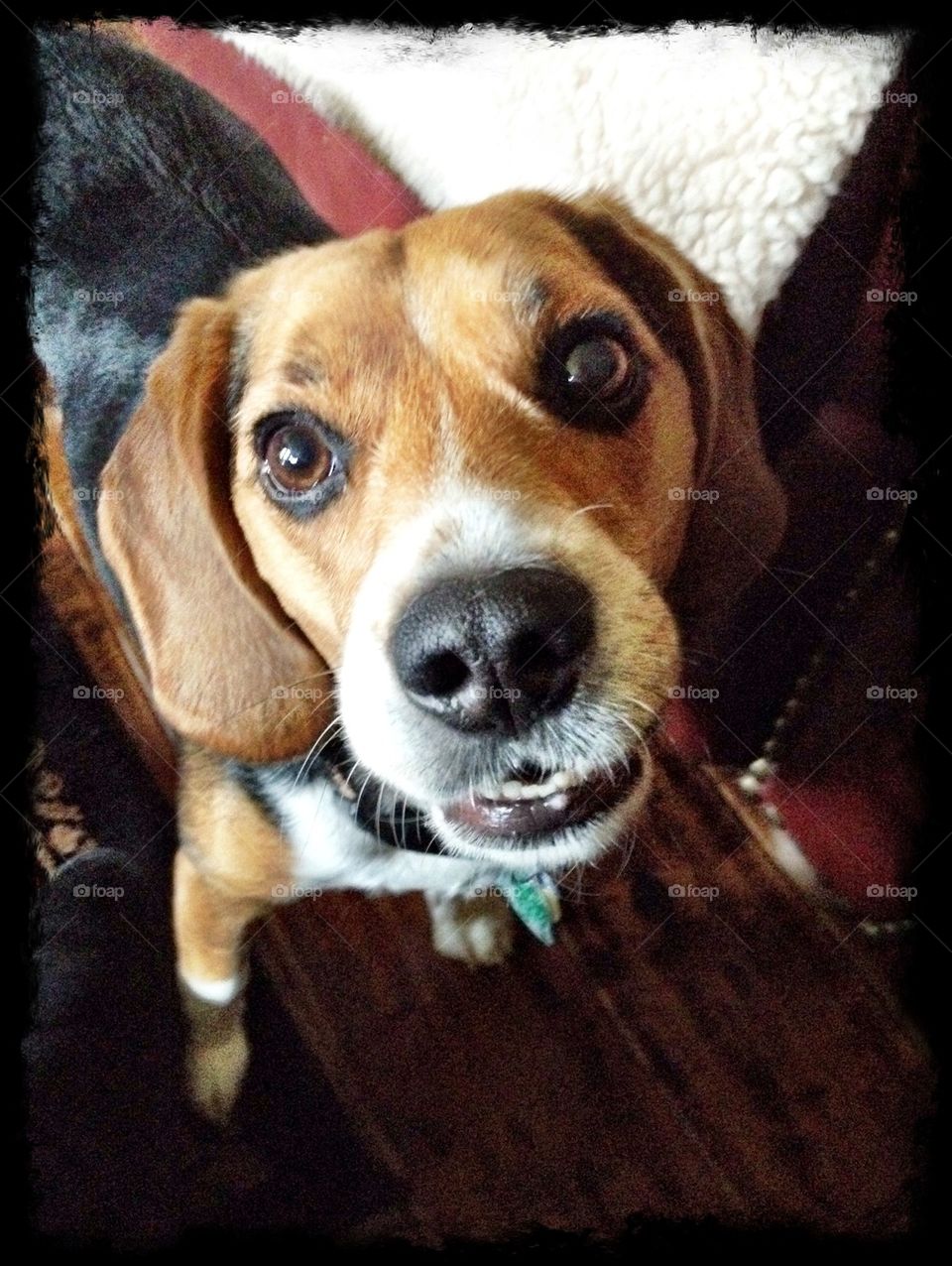 Beagle