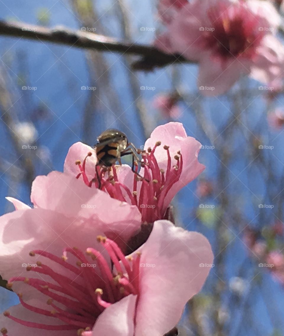 Closeup banded bee with feet on apricot blossom stamen 