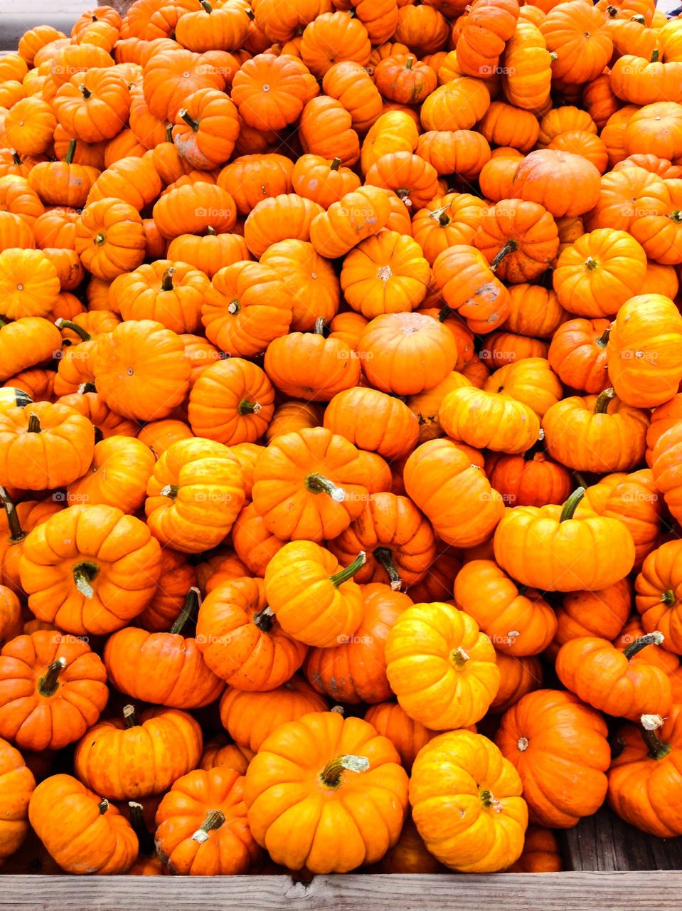 Mini Pumpkins