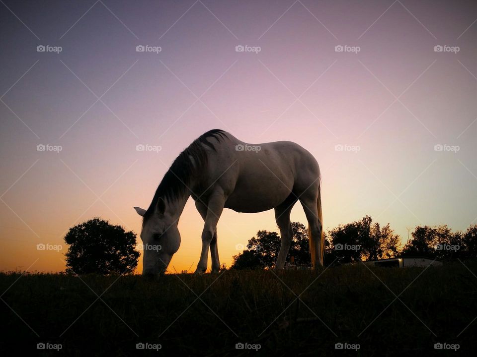 Horse Grazing at Dusk