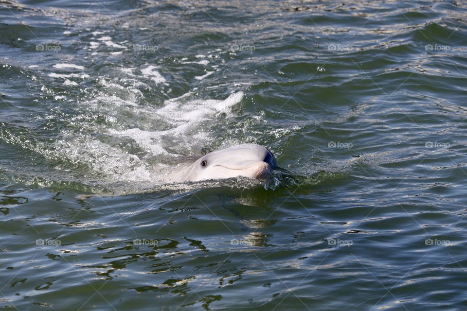 Friendly wild dolphin, South Australia closeup, head out of water, in the ocean, Spencer Gulf, Eyre Peninsula, Australian wildlife