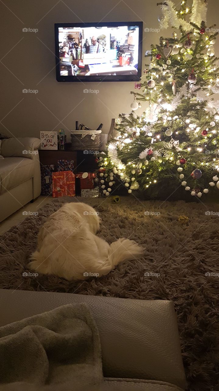 dog with tv and Christmas tree and decs