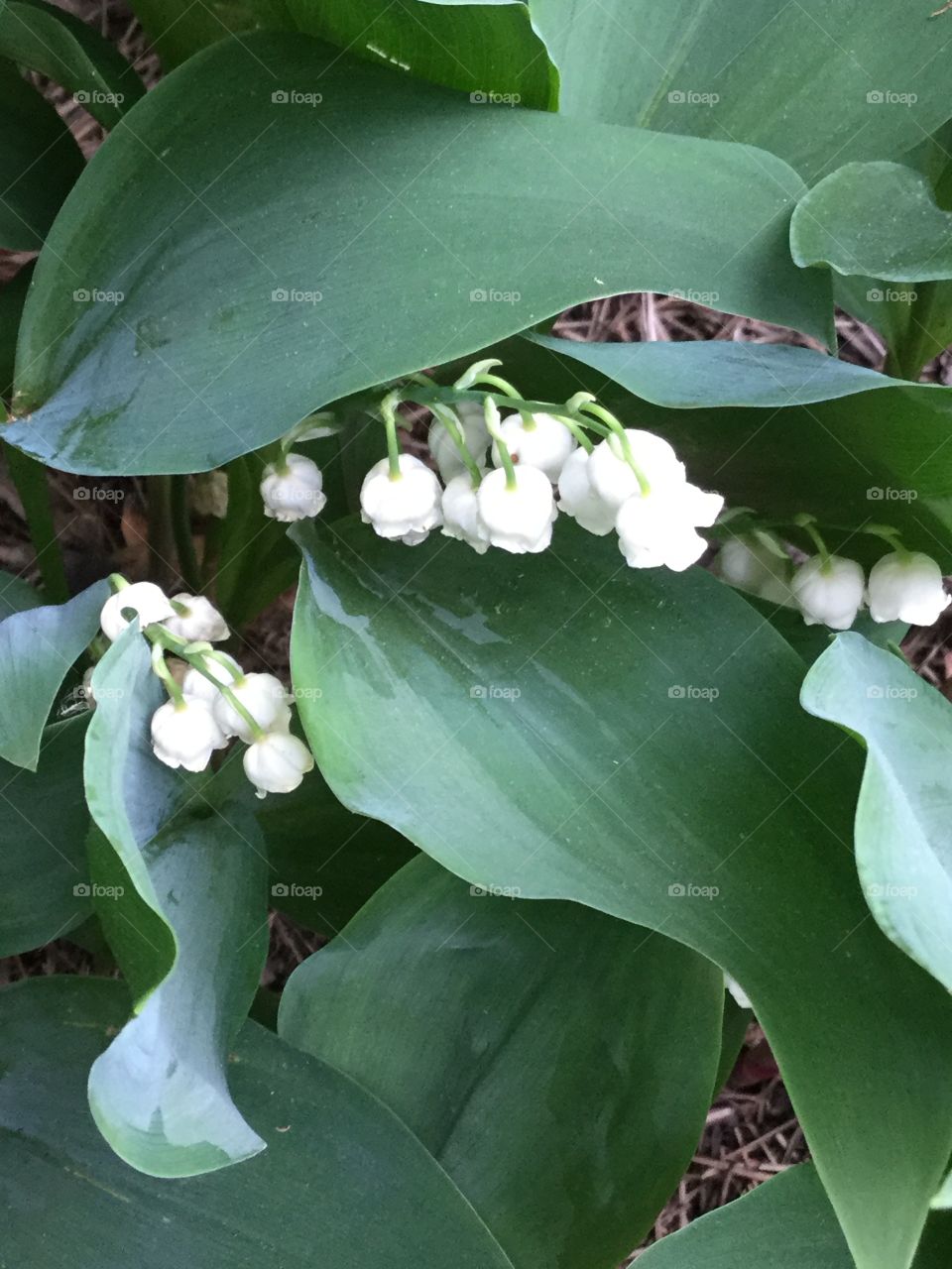 Lily of the valley