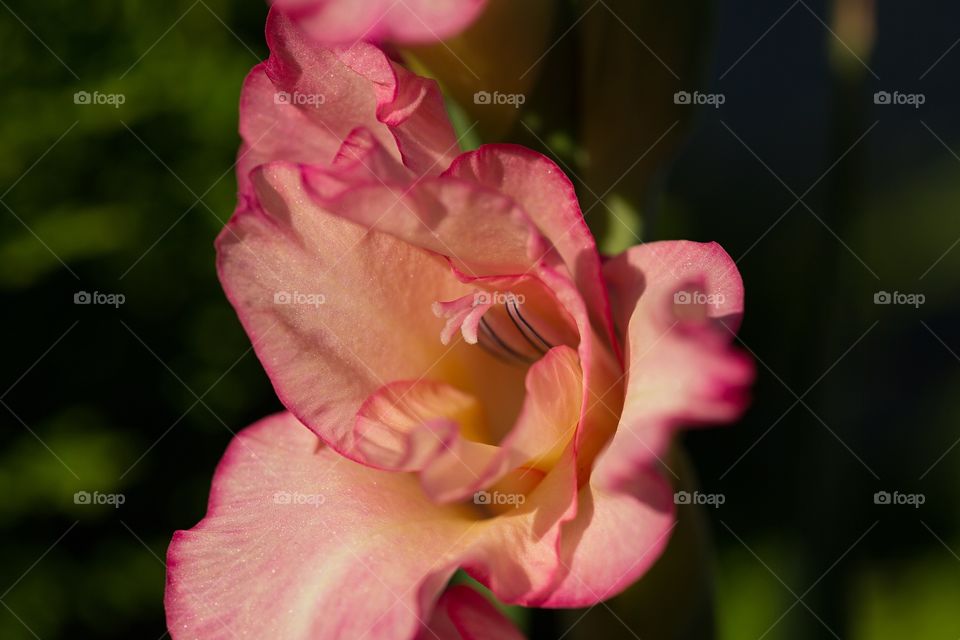 Gladiolus 