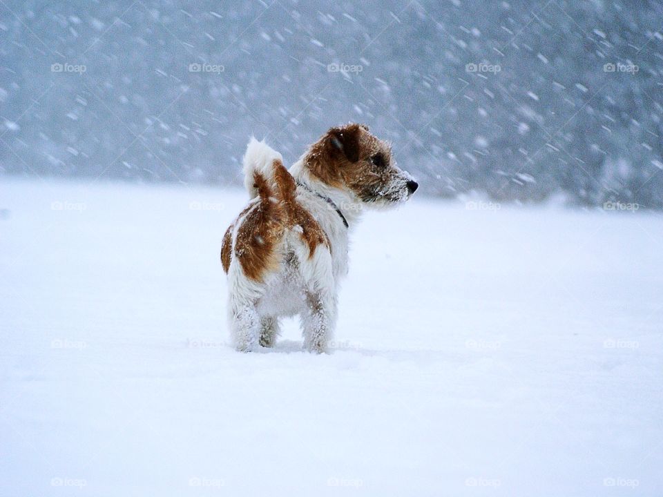 Dog in snowstorm