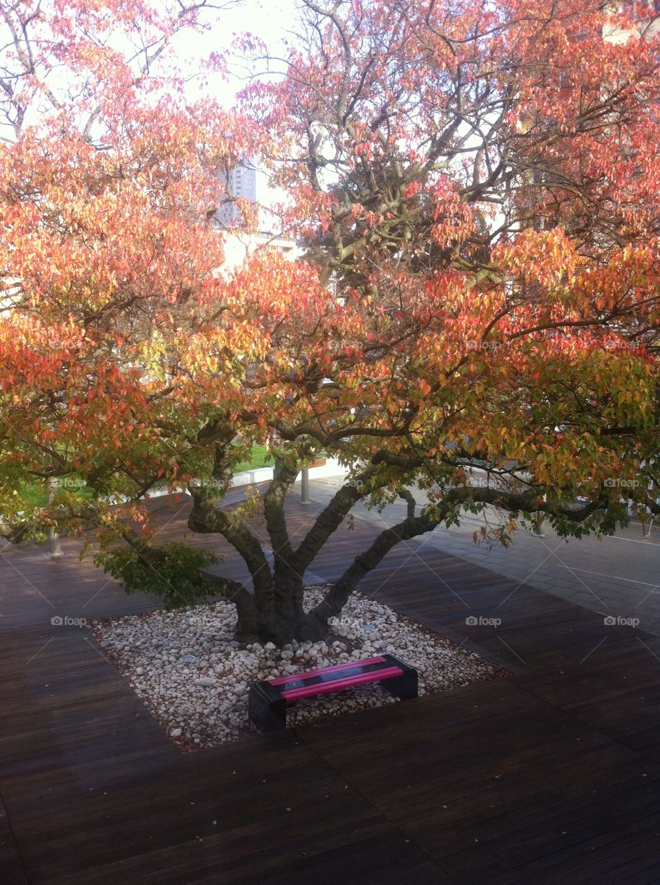 Autumn tree in Gdynia 