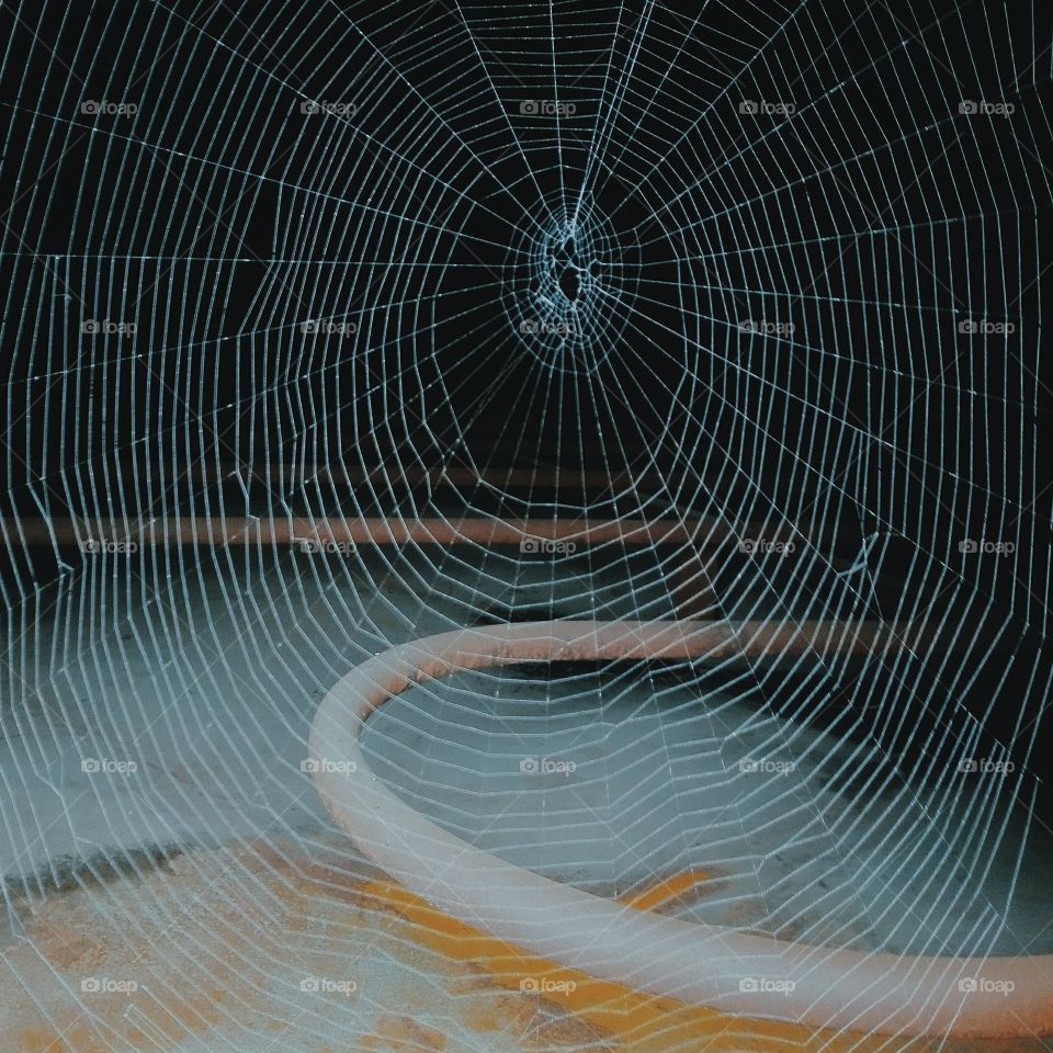 Close-up of spider web