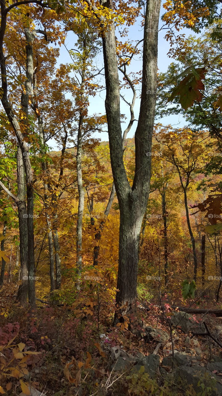 Fall, Tree, Wood, Leaf, Landscape