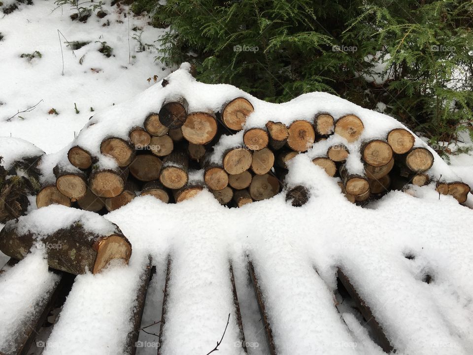 Winter, Snow, Nature, Wood, Tree