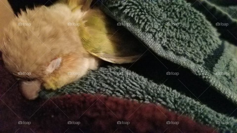 sleepy bird