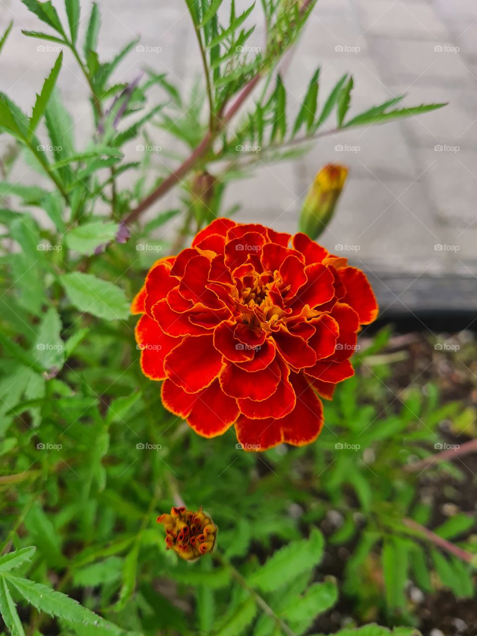 Tagetes flower