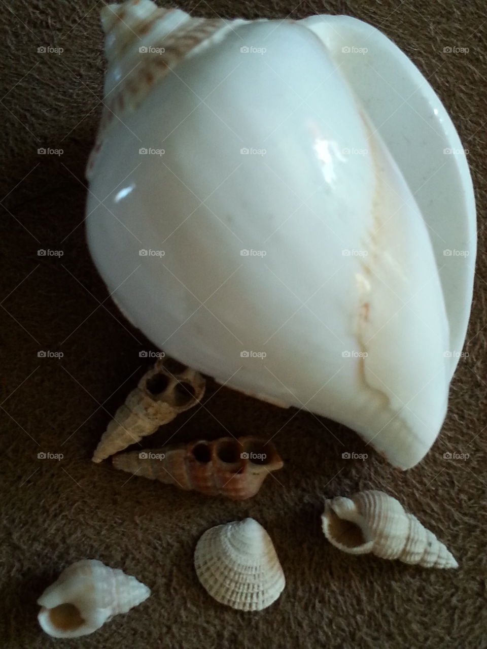 Shells of different shapes!