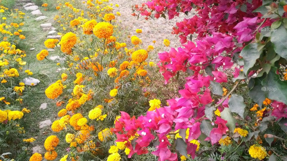 A beautiful scene of beautiful yellow marigold flowers in the garden.