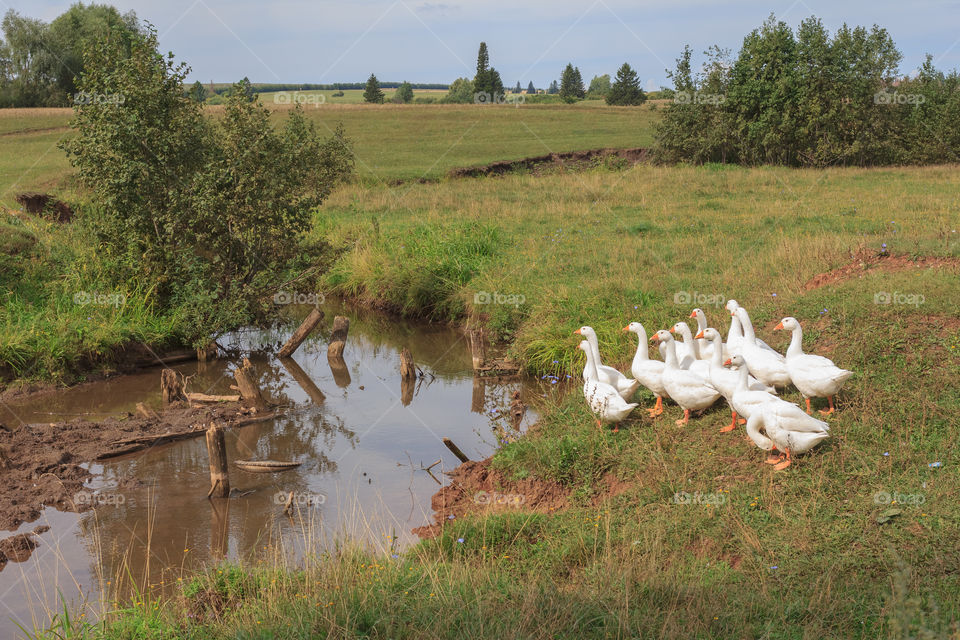 Country landscape with gooses