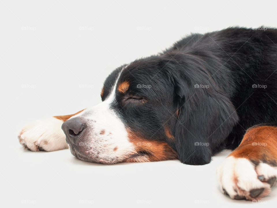 Cachorro Bernese dormindo