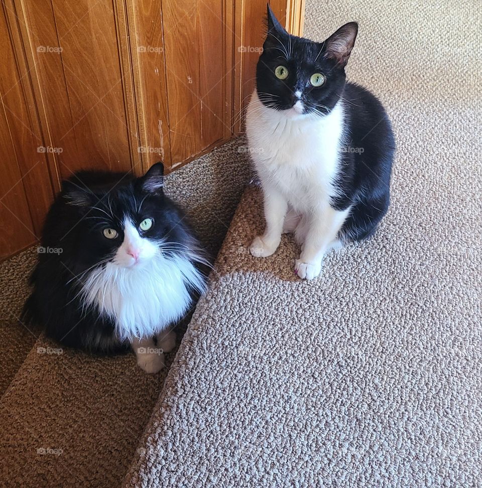 Two black and white cats