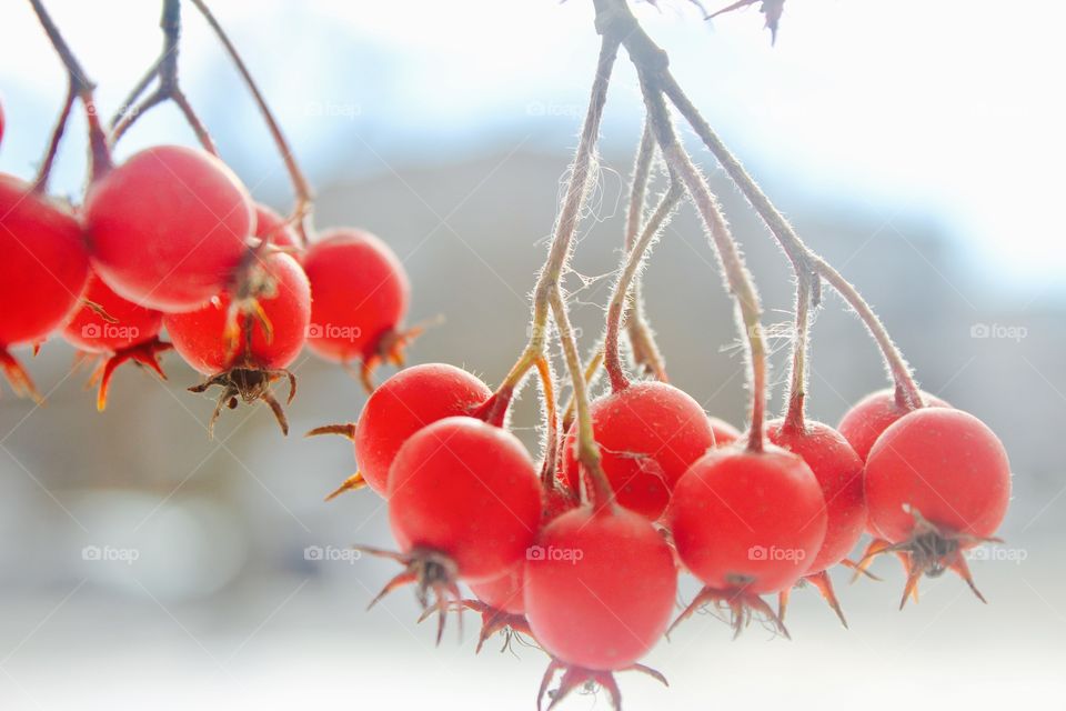 Red fruit 