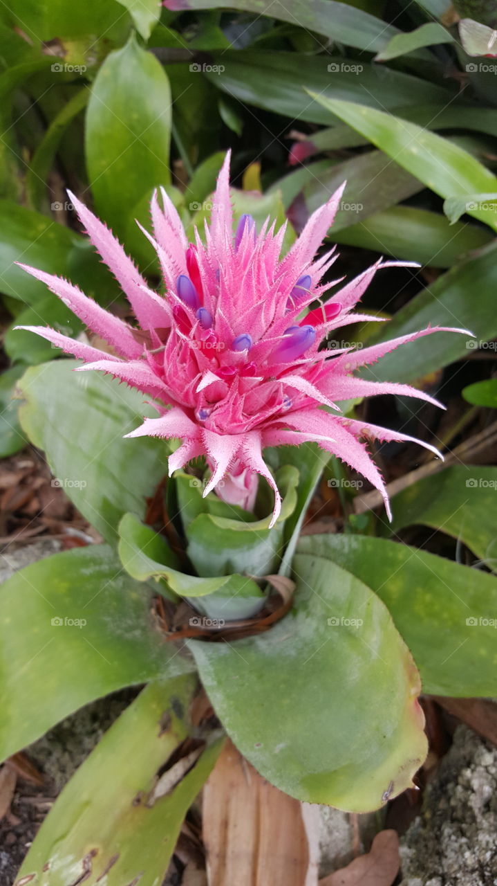 pinapple flora