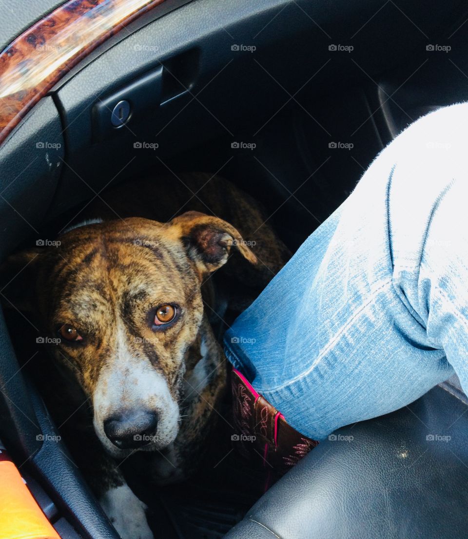 Tucker, our brindle Pitt Bull and Bassett Hound mix, is not happy to be sitting in the floorboard of the car.