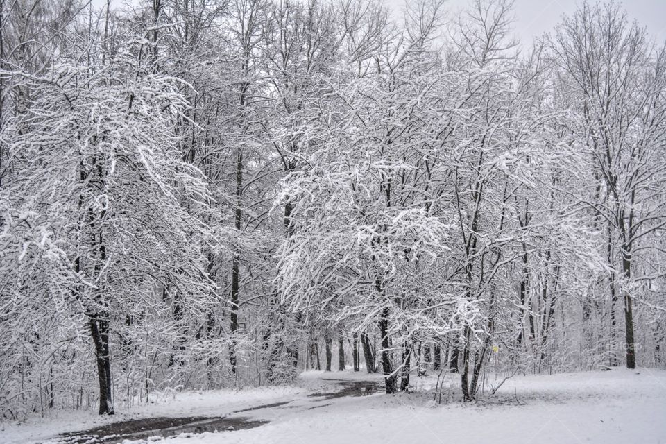 Winter landscape snowy park beautiful texture background