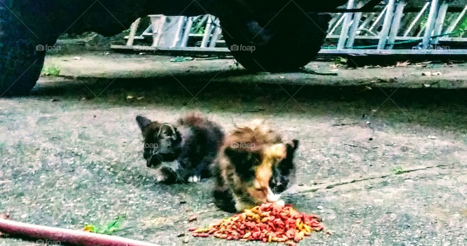 stray kitties